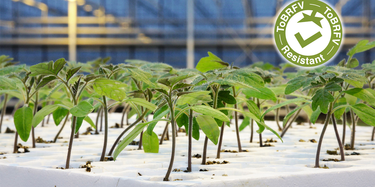 Syngenta presenta la nuova gamma di portinnesti resistenti al ToBRFV